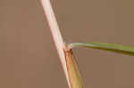 Little bluestem